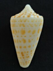 Conus spurius