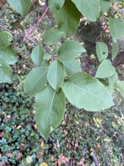 Viburnum prunifolium