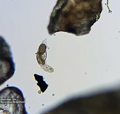 Rotifera