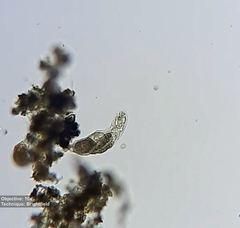 Rotifera