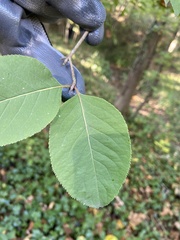 Viburnum prunifolium
