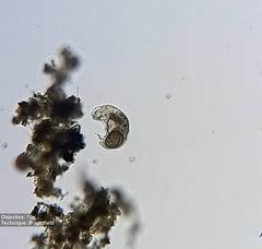Rotifera