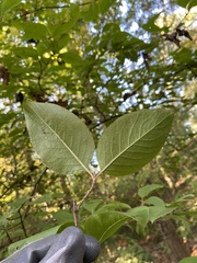 Viburnum prunifolium