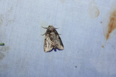 Chytonix palliatricula