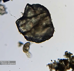 Rotifera
