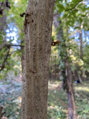Viburnum prunifolium