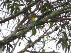 Vireo flavifrons