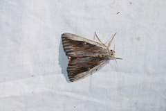 Catocala herodias gerhardi