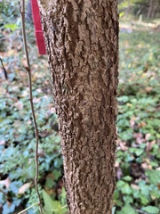 Viburnum prunifolium