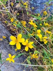 Helianthus porteri