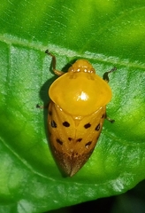 Cosmoscarta