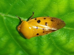 Cosmoscarta