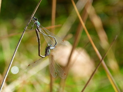 Lestes virens