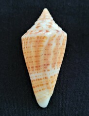Conus scalaris
