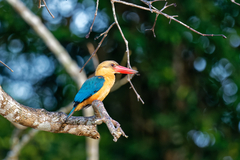 Pelargopsis capensis