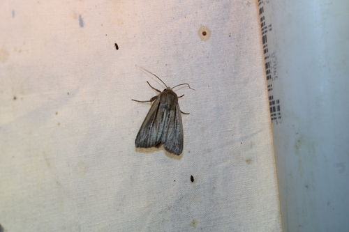 Two-lined Wainscot photo 5