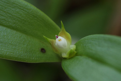 Prosthechea pygmaea