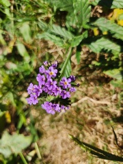 Verbena rigida