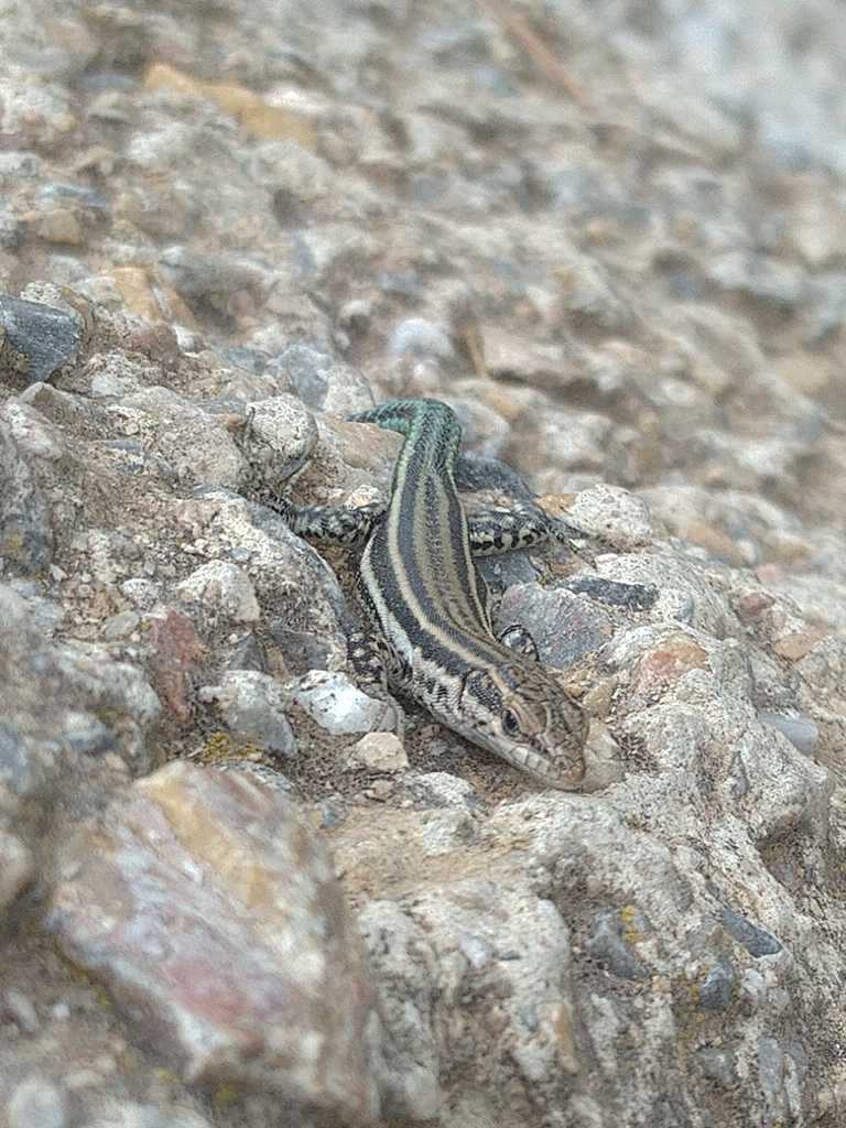 Spanish Wall Lizard