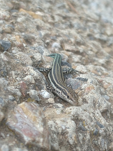 Spanish Wall Lizard