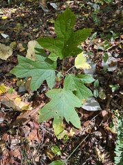 Hydrangea quercifolia