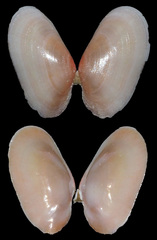 Tellinidae