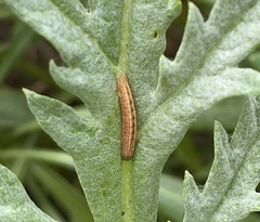 Lepidoptera