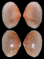 Tellinidae