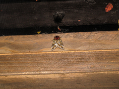 Ormiscodes schmidtnielseni