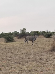 Tragelaphus oryx oryx