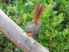 Cossypha caffra caffra