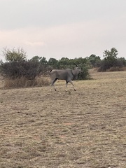 Tragelaphus oryx oryx