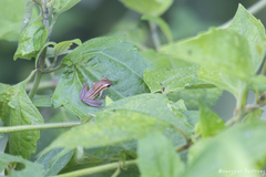 Rohanixalus vittatus