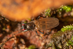 Limosininae