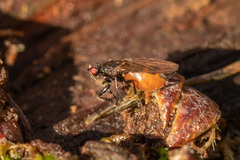 Limosininae