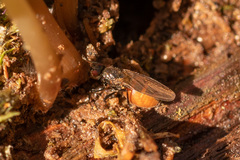 Limosininae