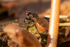 Limosininae