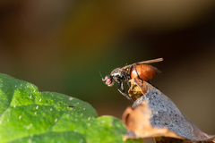 Limosininae