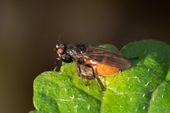 Limosininae