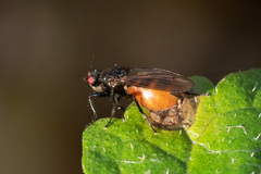 Limosininae