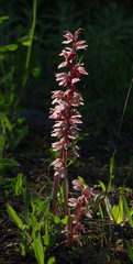 Corallorhiza striata