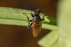 Limosininae