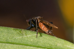 Limosininae