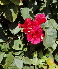 Bougainvillea glabra