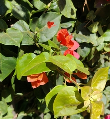 Bougainvillea glabra