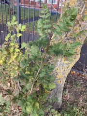 Fraxinus excelsior