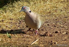Streptopelia decipiens