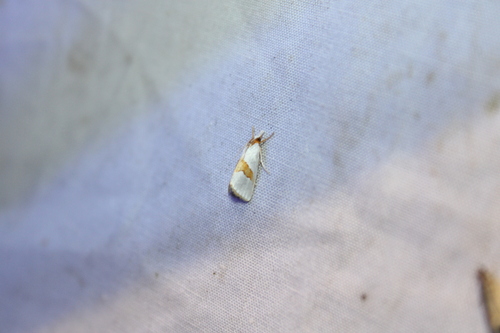 Curved-lined Vaxi Moth photo 2