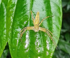 Hamadruas hieroglyphica