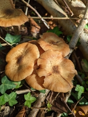 Armillaria ostoyae